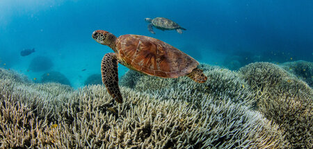 Angeschlagenes Ökosystem: Korallenbleiche im Great Barrier Reef ... Angeschlagenes Ökosystem: Korallenbleiche im Great Barrier Reef ...