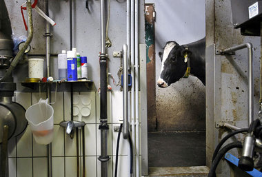 Kühe heute: Melkmaschinen, Futterautomaten, Lichtschranken, Resp...