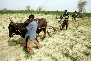 Von Dürren und Heuschreckenplagen gebeutelt: Kleinbauern im Süde...