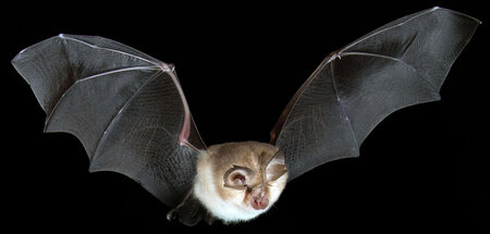 Ledermaus mit F – Es wird Nacht, und die Kleine Hufeisennase bre...