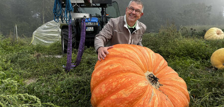Landwirt bei der Genmaisernte Landwirt bei der Genmaisernte
