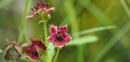 Sieht nicht rosig aus für die Sumpfblume