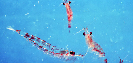 Niedlich und lecker: Possierlicher Antarktischer Krill
