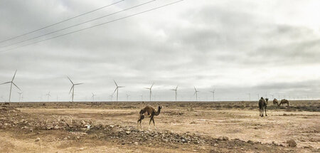 Stürmische Zeiten: Windräder in der Westsahara (20.10.2022)