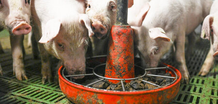 Auch eine politische Haltungsfrage: Ferkel im Mastbetrieb mit Vo... Auch eine politische Haltungsfrage: Ferkel im Mastbetrieb mit Vo...