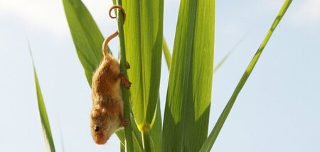 Zwischen Bisamratten und Rohrdommeln: Zwergmaus im Schilf Zwischen Bisamratten und Rohrdommeln: Zwergmaus im Schilf
