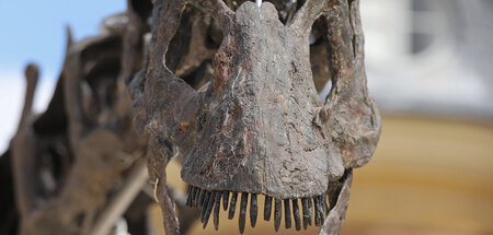 Ging für 4,7 Millionen Euro weg: Dinoskelett »Vulcain« (Paris, 3...