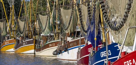 »Komplett veraltet« und schwer modernisierungsbedürftig: Krabben...