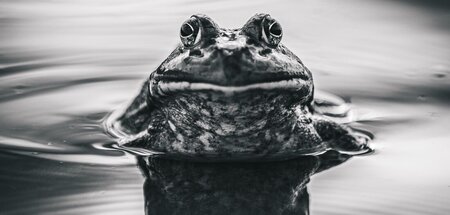 Der US-Trip blieb erfolglos: Bullfrog