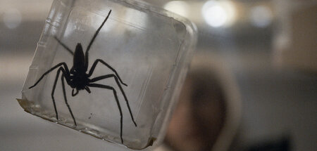 Kein ungiftiges Mitbringsel: Die Spinne der Liebe, die alles wan...