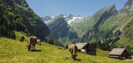 Was auf der Alm klappt, muss nicht überall klappen