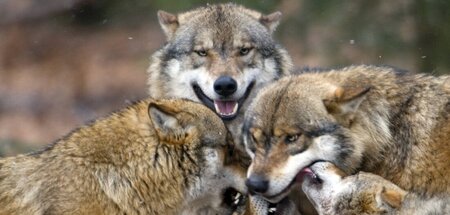 Der Grauwolf: Harmonische Hackordnung nach innen und räuberische...