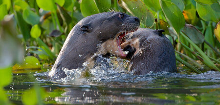 Fast so schön wie der Tierpark: Pantanal