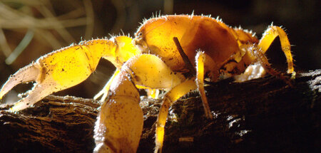 Leben wie ein Flusskrebs in Tasmanien