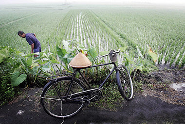 Viele Reisbauern in der indonesischen Region Manggarai können ih... Viele Reisbauern in der indonesischen Region Manggarai können ih...