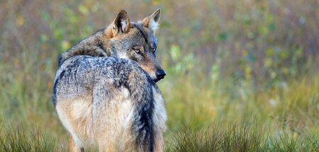 In der Taiga sind alle Wölfe grau