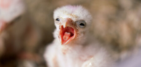 Kleiner Falke ganz groß