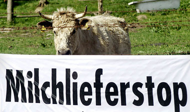 Auch die Boykottaktionen der Milchbauern im Mai 2008 konnten den... Auch die Boykottaktionen der Milchbauern im Mai 2008 konnten den...