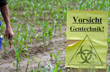 Auf 450 Hektar wurden im Land Brandenburg in diesem Jahr genmani...