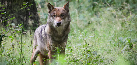 Wolf_83791487.jpg