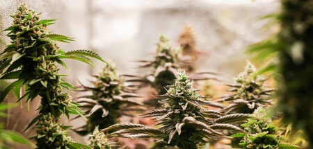 Cannabis_Symbolbild_85540733.jpg