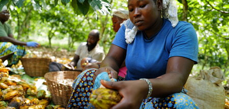 GHANA-ELECTION-COCOA.JPG
