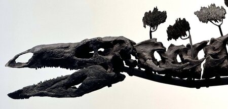 Kein Grillabend ohne ihn: Stegosaurus, hohe Rippe