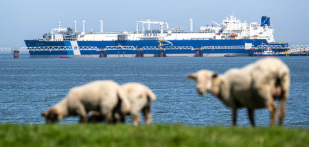 »Mäh« (Wilhelmshaven, 28.4.2025)