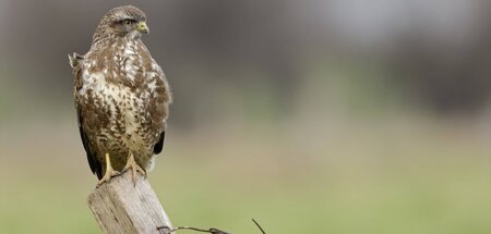 imago818600196.jpg