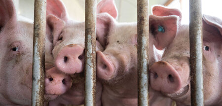 Schweine_81660509.jpg