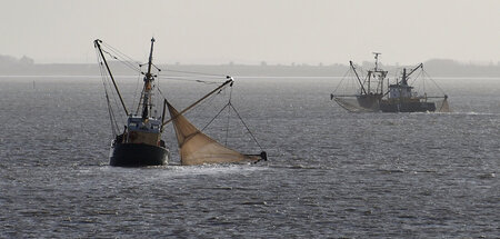 WWF_Studie_zur_Fisch_48719278.jpg