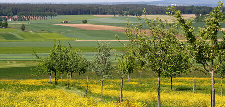 Streuobstwiese_81839597.jpg