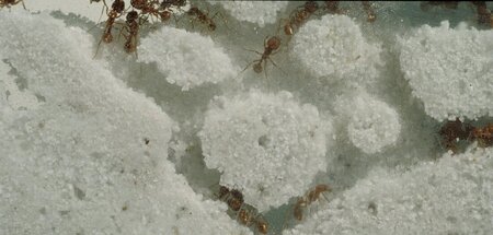 Ameisen, ein Volk, wie der Lauterbach es sich wünscht Ameisen, ein Volk, wie der Lauterbach es sich wünscht