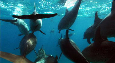 Vermeintlich heiteres Wesen