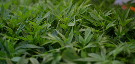Cannabis_87607164.jpg