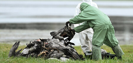 Am beliebten Vogelbeobachtungsort bei Linum müssen Spezialisten ...
