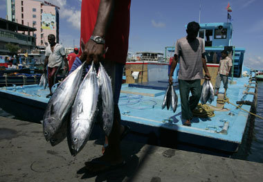 Fischfang, insbesondere Thunfisch, war lange die traditionelle S... Fischfang, insbesondere Thunfisch, war lange die traditionelle S...