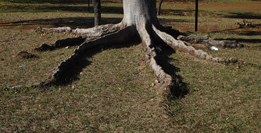 »›Junge, gieß den Baum nicht‹, sagte die Mutter«