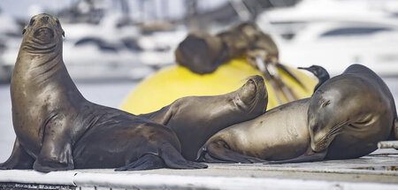 Seelöwen entspannen sich vor San Diego