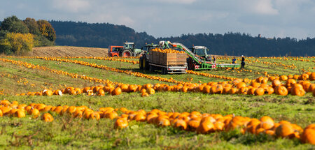 Auch die reichste Ernte bringt den Bauern nichts, wenn sie dafür...