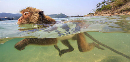 Lecker Austern: Affe macht Freischwimmer