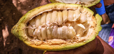 Kakao ist ein einträgliches Geschäft für Plantagenbesitzer und i...