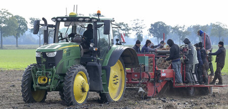 Süßkartoffeln: Ohne Saisonkräfte auf Feldern und Äckern bleibt d...