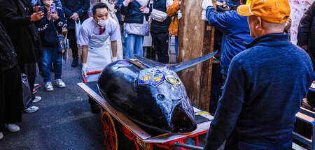 Teure Delikatesse: In Japans Hauptstadt Tokio wurde am Montag ei... Teure Delikatesse: In Japans Hauptstadt Tokio wurde am Montag ei...
