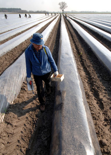 Spargelstecher in Beelitz (Brandenburg). Polnische Arbeitsmigran...