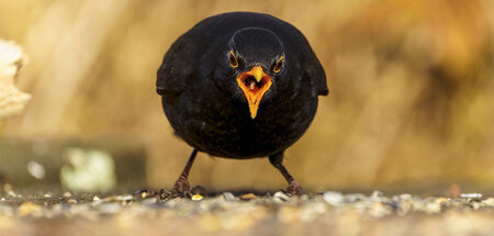 Die Amsel (Turdus merula) auch Schwarzdrossel, Kohl- oder Schwar...