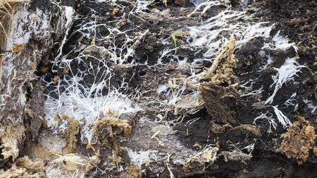 Hilfe, mein Papier lebt. Ein Pilzmyzel