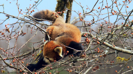Chinas Geheimnisse: Ist es ein Dachs, ein Wiesel, ein Pandabär?