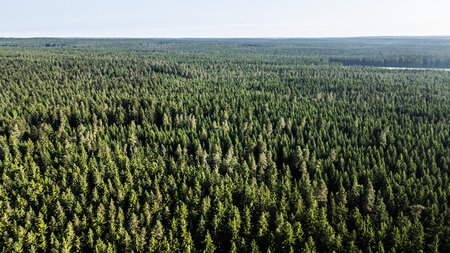Weite Teile Deutschlands sind von Wald bedeckt – noch (Villingen... Weite Teile Deutschlands sind von Wald bedeckt – noch (Villingen...
