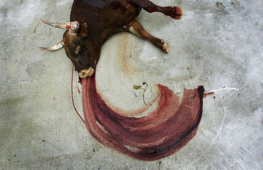 Ein Stier wird kommen